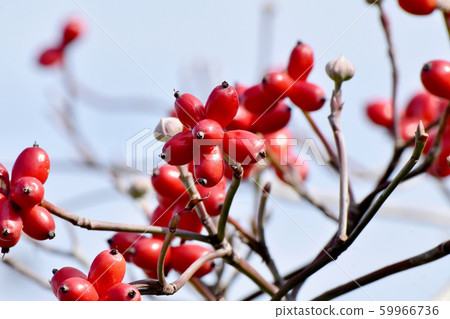 紅山茱萸果實在三島中原 紅山茱萸果實在三島中原 59966736