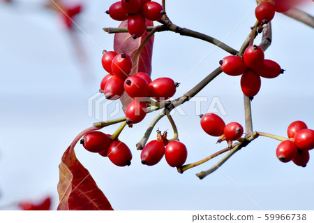 紅山茱萸果實在三島中原 紅山茱萸果實在三島中原 59966738