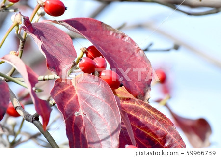 紅山茱萸果實在三島中原 紅山茱萸果實在三島中原 59966739