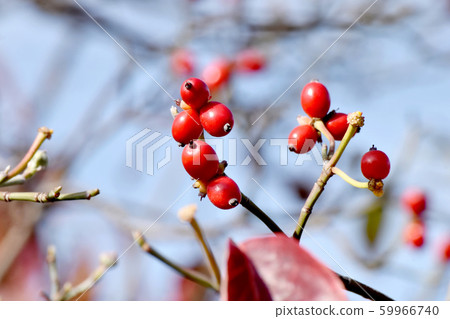 紅山茱萸果實在三島中原 紅山茱萸果實在三島中原 59966740