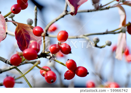 紅山茱萸果實在三島中原 紅山茱萸果實在三島中原 59966742