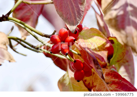 紅山茱萸果實在三島中原 紅山茱萸果實在三島中原 59966775
