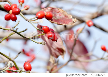 Red dogwood fruit to be in Mishima Nakahara Red dogwood fruit to be in Mishima Nakahara 59966776