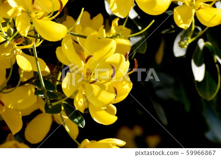 黃色三葉草塞納（決明子）在三鷹中原花 59966867