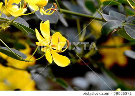 Yellow Kobano Senna (cassia) flowers in Mitaka Nakahara Yellow Kobano Senna (cassia) flowers in Mitaka Nakahara 59966871
