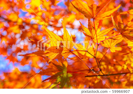 Korankei楓樹廣角向上[愛知縣] 59966907