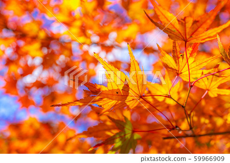 Korankei maple wide angle up [Aichi Prefecture] 59966909