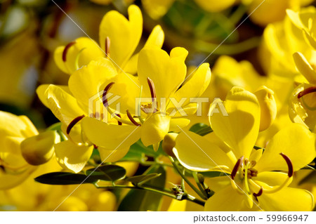 Yellow Kobano Senna (cassia) flowers in Mitaka Nakahara Yellow Kobano Senna (cassia) flowers in Mitaka Nakahara 59966947