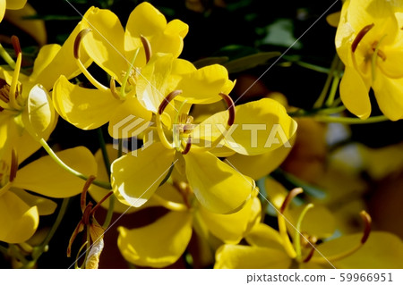Yellow Kobano Senna (cassia) flowers in Mitaka Nakahara Yellow Kobano Senna (cassia) flowers in Mitaka Nakahara 59966951
