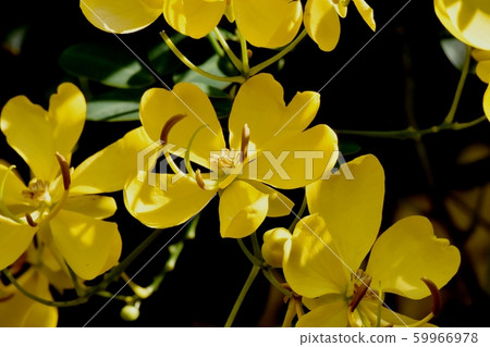 黃色三葉草塞納（決明子）在三鷹中原花 59966978