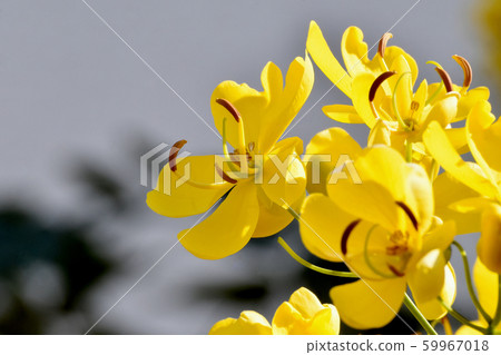 Yellow Kobano Senna (cassia) flowers in Mitaka Nakahara Yellow Kobano Senna (cassia) flowers in Mitaka Nakahara 59967018
