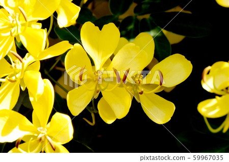 黃色三葉草塞納(決明子)在三鷹中原花 黃色三葉草塞納(決明子)在三鷹中原花 59967035
