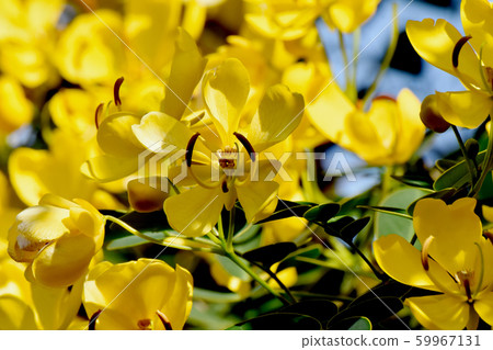 Yellow Kobano Senna (cassia) flowers in Mitaka Nakahara Yellow Kobano Senna (cassia) flowers in Mitaka Nakahara 59967131