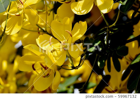 Yellow Kobano Senna (cassia) flowers in Mitaka Nakahara Yellow Kobano Senna (cassia) flowers in Mitaka Nakahara 59967132