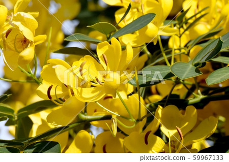 Yellow Kobano Senna (cassia) flowers in Mitaka Nakahara 59967133