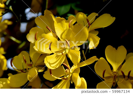 Yellow Kobano Senna (cassia) flowers in Mitaka Nakahara Yellow Kobano Senna (cassia) flowers in Mitaka Nakahara 59967134