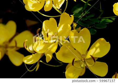 黃色三葉草塞納（決明子）在三鷹中原花 59967137