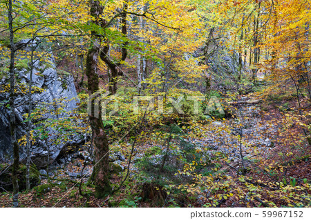 Peaceful autumn Alps mountain forest view. Near Peaceful autumn Alps mountain forest view. Near 59967152