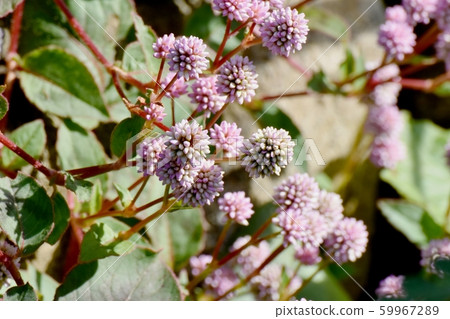 在三鷹中原開花的粉紅色的himetsuborusa 59967289
