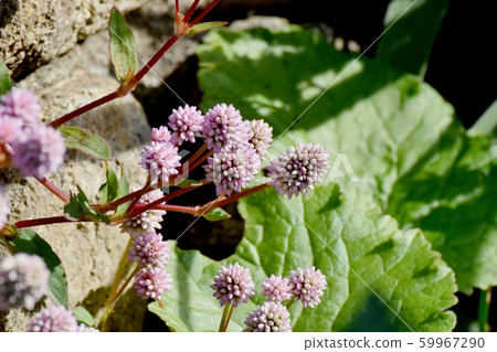 在三鷹中原開花的粉紅色的himetsuborusa 59967290