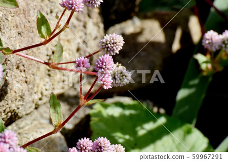 在三鷹中原開花的粉紅色的himetsuborusa 59967291