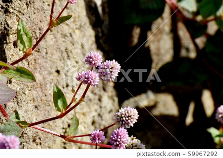 在三鷹中原開花的粉紅色的himetsuborusa 59967292