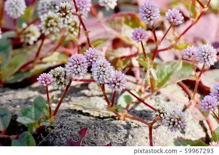 在三鷹中原開花的粉紅色的himetsuborusa 59967293