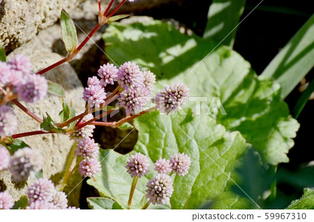 Pink himetsuborusa which blooms in Mitaka Nakahara 59967310
