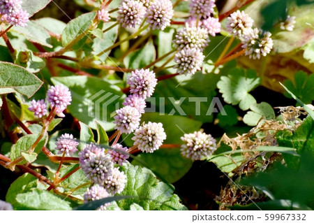 Pink himetsuborusa which blooms in Mitaka Nakahara 59967332