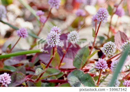 在三鷹中原開花的粉紅色的himetsuborusa 59967342