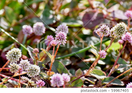 在三鷹中原開花的粉紅色的himetsuborusa 59967405