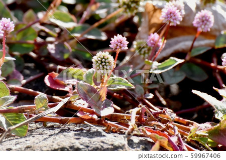 在三鷹中原開花的粉紅色的himetsuborusa 在三鷹中原開花的粉紅色的himetsuborusa 59967406
