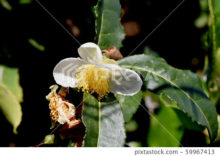 開花在三鷹中原的白花 59967413