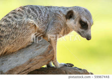 Adorable Meerkat 59967448