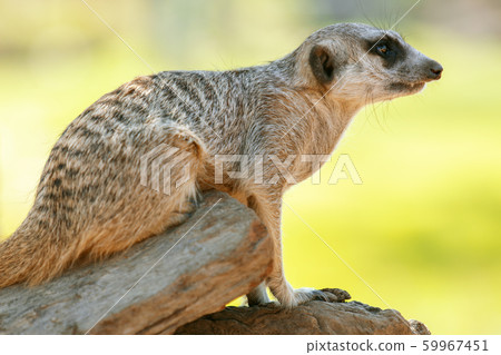 Adorable Meerkat 59967451
