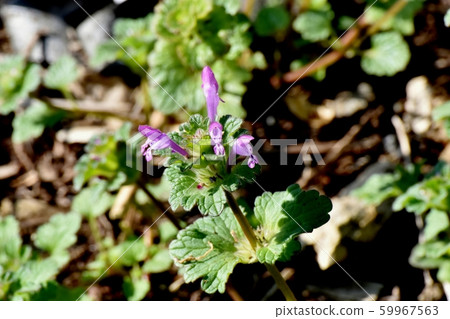 在三鷹中原盛開的粉紅色photokenosa 59967563