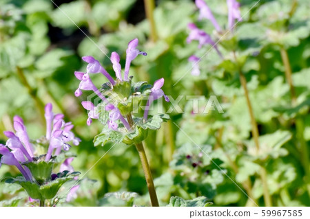 Pink photokenosa blooming in Mitaka Nakahara 59967585