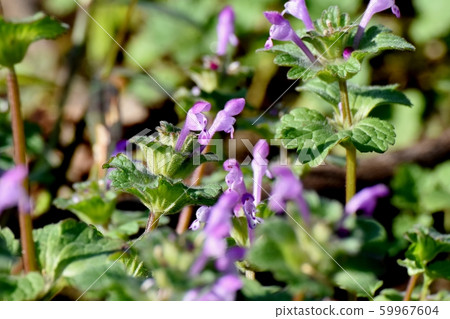 Pink photokenosa blooming in Mitaka Nakahara 59967604