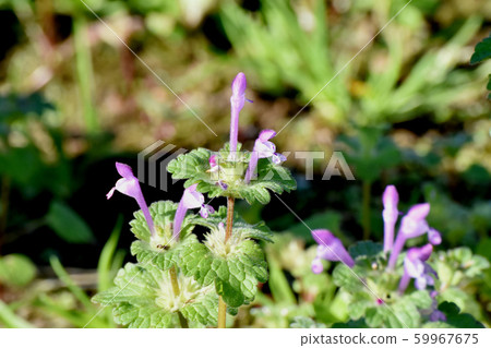 在三鷹中原盛開的粉紅色photokenosa 59967675