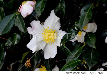 White and pale pink camellia flowers in Mitaka Nakahara 59967683