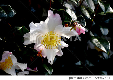 White and pale pink camellia flowers in Mitaka Nakahara 59967684