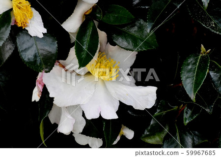 White and pale pink camellia flowers in Mitaka Nakahara 59967685