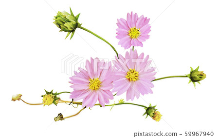 Cosmos flowers 2 Cosmos flowers 2 59967940