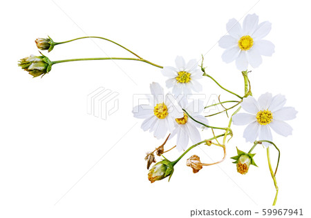 Cosmos flowers 1 Cosmos flowers 1 59967941
