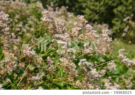 Fuji Bakama 59968025