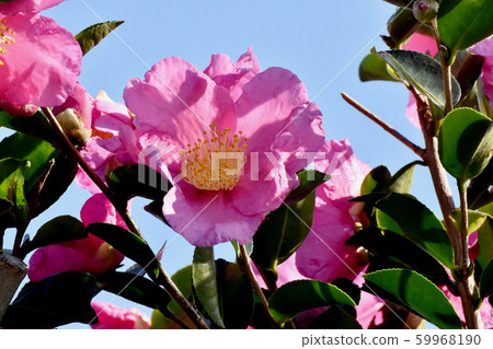 Pink beetle blooming in Mitaka Nakahara 59968190