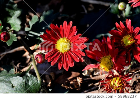 Red chrysanthemum flower blooming in Mitaka Nakahara 59968237