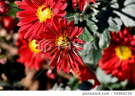 Red chrysanthemum flower blooming in Mitaka Nakahara 59968238
