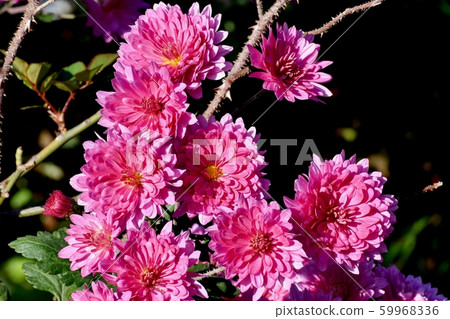 Pink chrysanthemum flower blooming in Mitaka Nakahara 59968336