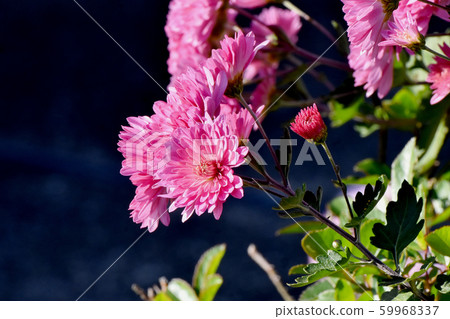Pink chrysanthemum flower blooming in Mitaka Nakahara 59968337